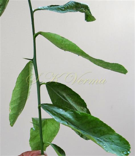  Leafy Branch